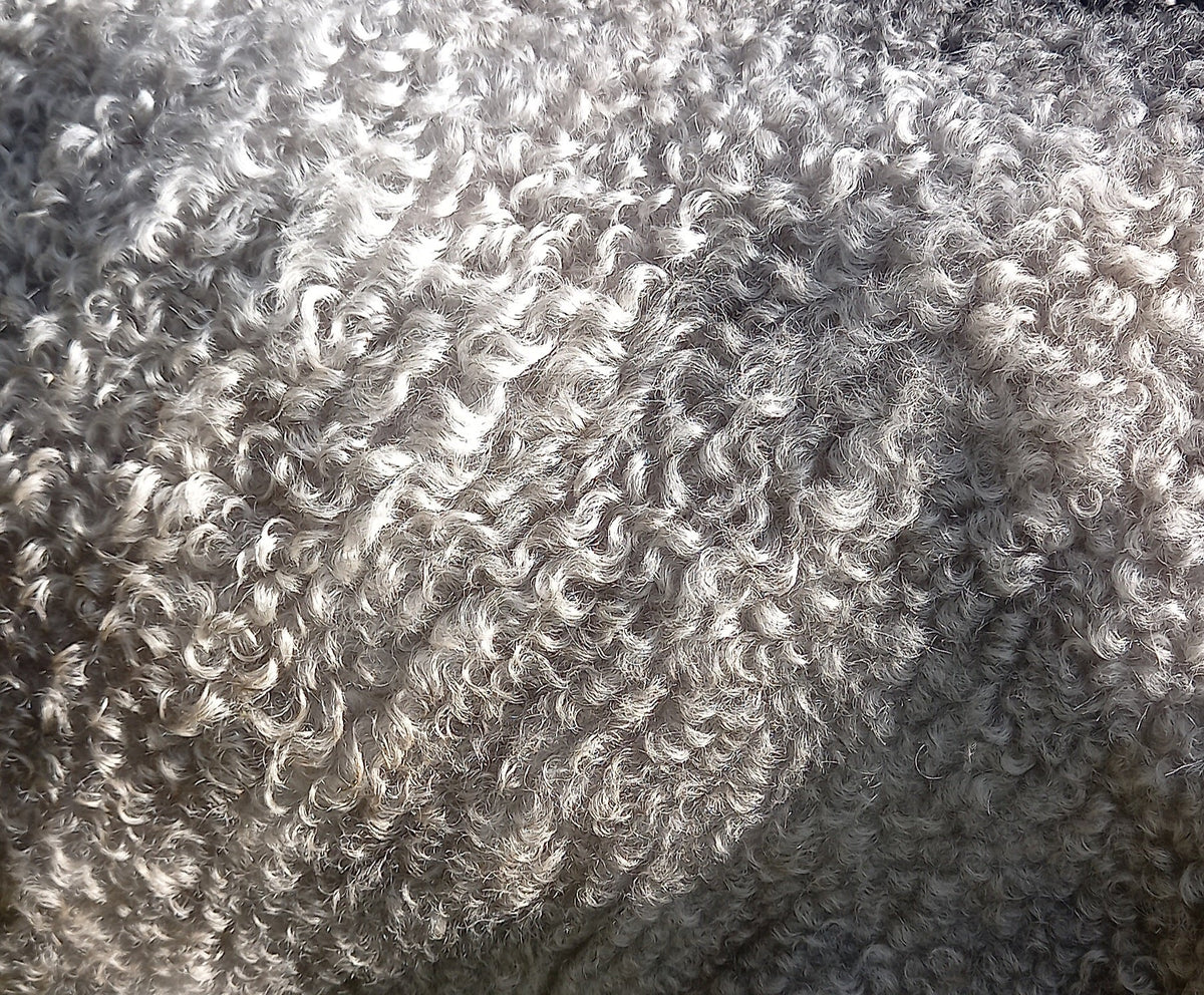 The fleece is growing quickly! Felsted Fleece