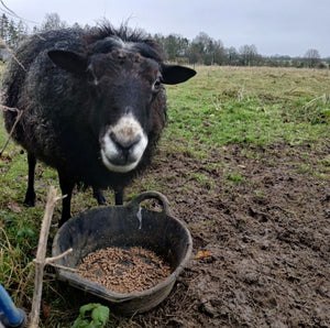 Meet the sheep - Harold