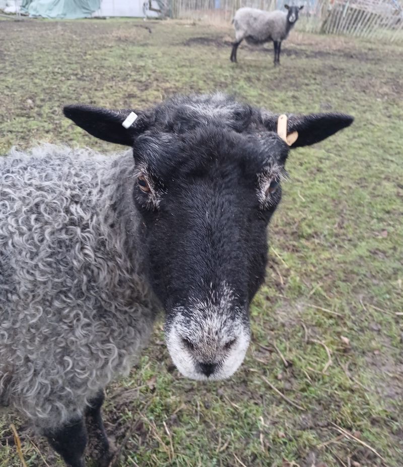 Meet the Sheep - Maggie